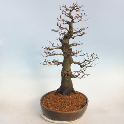 Outdoor bonsai -Carpinus betulus - Grab - 2