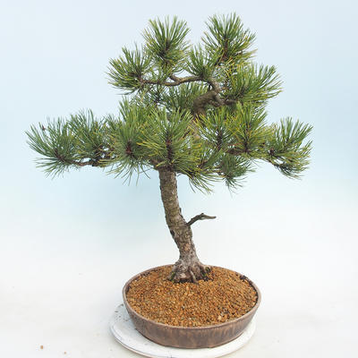Outdoor bonsai - Pinus Mugo - Klęcząca Sosna - 2