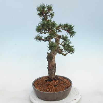 Outdoor bonsai - Pinus Mugo - Klęcząca Sosna - 2
