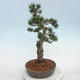 Outdoor bonsai - Pinus Mugo - Klęcząca Sosna - 2/5
