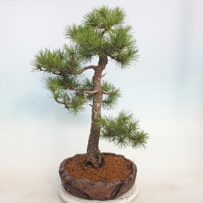 Outdoor bonsai - Pinus sylvestris - Sosna zwyczajna - 2