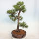 Outdoor bonsai - Pinus sylvestris - Sosna zwyczajna - 2/5
