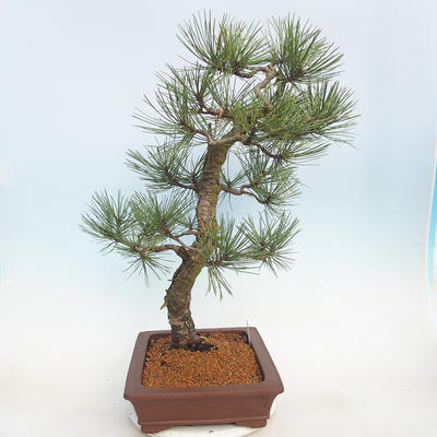 Outdoor bonsai - Pinus Nigra - Czarna sosna - 2