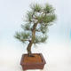 Outdoor bonsai - Pinus Nigra - Czarna sosna - 2/5
