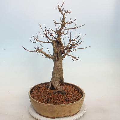 Acer campestre - Baby Maple - 2