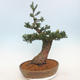 Outdoor bonsai - Taxus bacata - Cis czerwony - 2/5