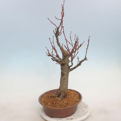 Outdoor bonsai - Lipa drobnolistna - Tilia cordata - 2