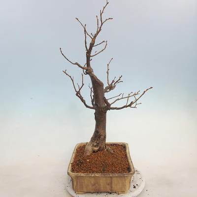 Outdoor bonsai - Lipa drobnolistna - Tilia cordata - 2