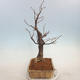 Outdoor bonsai - Lipa drobnolistna - Tilia cordata - 2/5