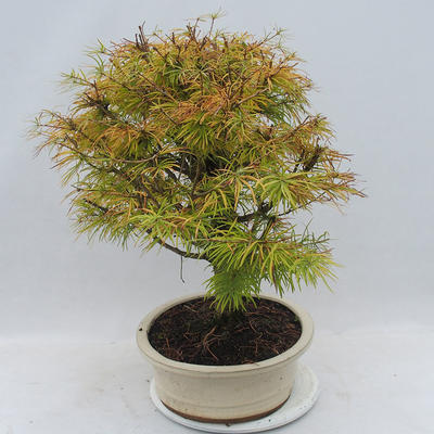 Outdoor bonsai - Pseudolarix amabilis - Pamodřín - 2