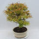 Outdoor bonsai - Pseudolarix amabilis - Pamodřín - 2/5