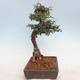 Outdoor bonsai-Cotoneaster - Rock Garden - 2/5