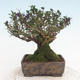 Outdoor bonsai-Lonicera nitida -Zimolez - 2/6