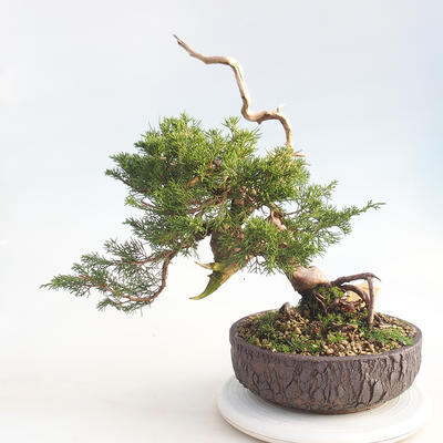 Outdoor bonsai - Juniperus chinensis Itoigawa - chiński jałowiec - 2