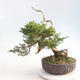 Outdoor bonsai - Juniperus chinensis Itoigawa - chiński jałowiec - 2/6
