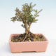 Outdoor bonsai-Lonicera nitida -Zimolez - 2/4