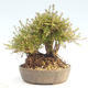 Outdoor bonsai-Lonicera nitida -Zimolez - 2/5