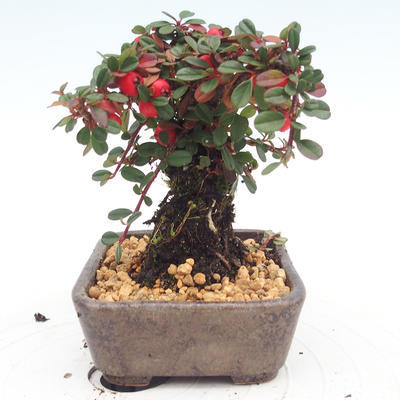 Outdoor bonsai-Cotoneaster - Rock Garden - 2