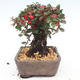 Outdoor bonsai-Cotoneaster - Rock Garden - 2/5