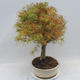 Outdoor bonsai - Pseudolarix amabilis - Pamodřín - 2/6