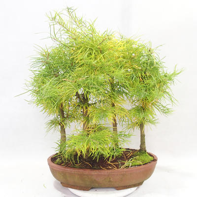 Outdoor bonsai - Pseudolarix amabilis - Pamodřín - gaj z 5 drzewami - 2