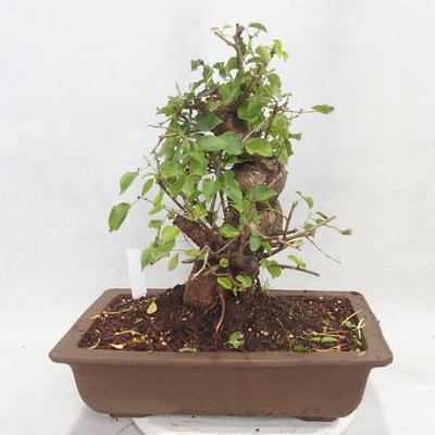 Outdoor bonsai -Mahalebka - Prunus mahaleb - 2