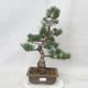 Outdoor bonsai - Pinus parviflora - Sosna drobnokwiatowa - 2/5