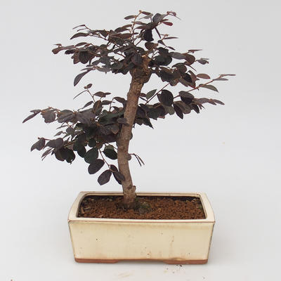 Pokój bonsai - Loropelatum chinensis - 2