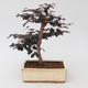 Pokój bonsai - Loropelatum chinensis - 2/2