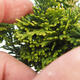 Outdoor bonsai - Cham.pis obtusa Nana Gracilis - Cypress - 2/2