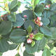Outdoor bonsai-Cotoneaster horizontalis-Rock Garden - 2/2