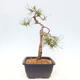 Outdoor bonsai - Pinus Sylvestris - sosna zwyczajna - 2/4