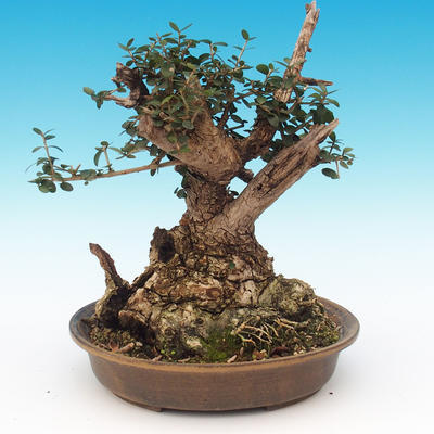 bonsai Room - Olea europaea sylvestris -Oliva Europejski drobnolistá - 2