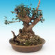 bonsai Room - Olea europaea sylvestris -Oliva Europejski drobnolistá - 2/7