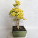 Indoor bonsai -Ligustrum Aurea - dziób ptaka - 2/5
