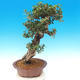 bonsai Room - Olea europaea sylvestris -Oliva Europejski drobnolistá - 2/7