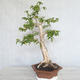 Indoor Bonsai - Australian Cherry - Eugenia uniflora - 2/5