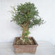 Indoor bonsai - Fraxinus angustifolia - Indoor Ash - 2/4