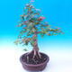 Outdoor bonsai -Javor babyka - Acer campestre - 2/6