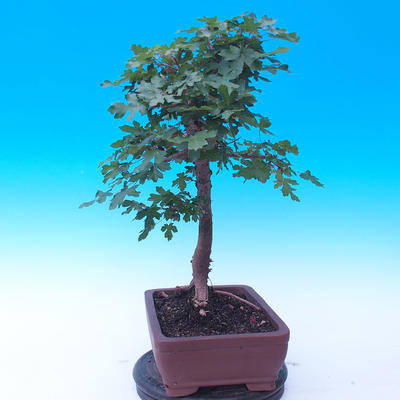 Outdoor bonsai -Javor babyka - Acer campestre - 2