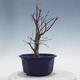 Bonsai outdoor - Maple palmatum DESHOJO - Maple palmate - 2/5