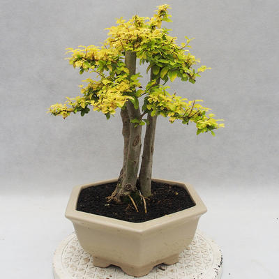 Indoor bonsai -Ligustrum Aurea - dziób ptaka - 2