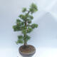 Outdoor bonsai -Larix decidua - Modrzew - 2/5