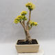 Indoor bonsai -Ligustrum Aurea - dziób ptaka - 2/6