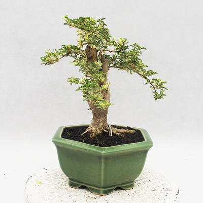 Indoor bonsai -Ligustrum Variegata - dziób ptaka - 2