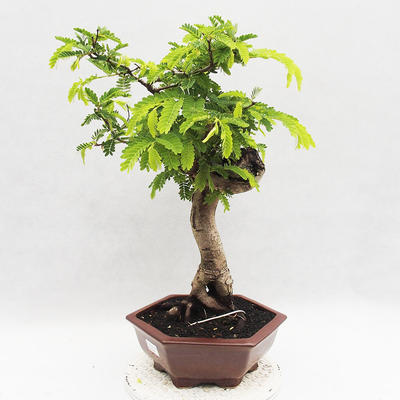 Kryty bonsai -Phyllanthus - Smutek - 2