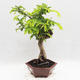 Kryty bonsai -Phyllanthus - Smutek - 2/6