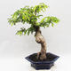 Kryty bonsai -Phyllanthus Niruri- Smuteň - 2/6