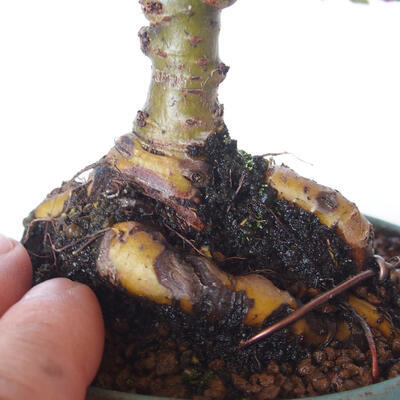 Bonsai zewnętrzne - Ulmus parvifolia SAIGEN - Wiąz drobnolistny - 2