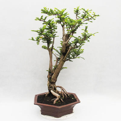 Kryty bonsai -Phyllanthus Niruri- Smuteň - 2
